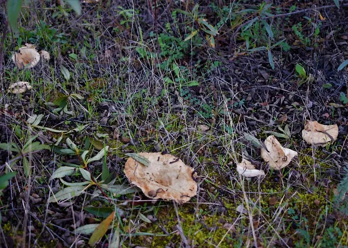 La Salamandrija- Con Chimenea, Patio Y Barbacoa Кордобилья-де-Лакара